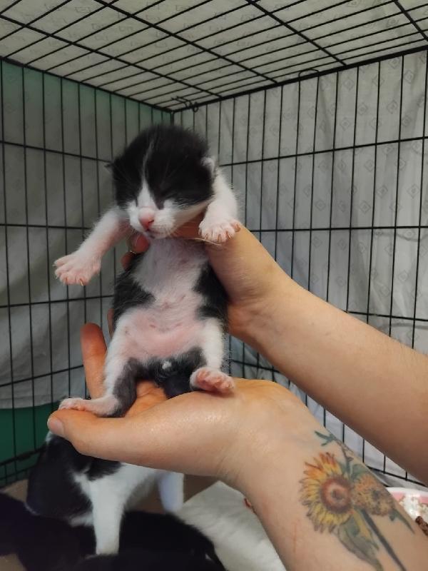 Vi presentiamo i nostri bellissimi micini. Foto 6